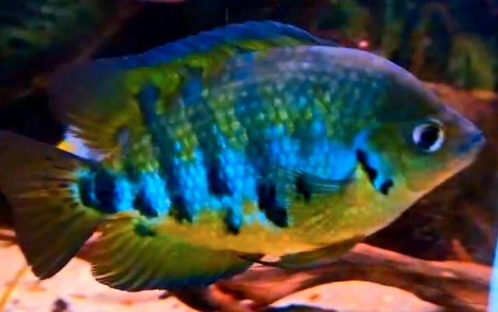 Aquariumvissen rustige cichliden, Animaux & Accessoires, Poissons | Poissons d'aquarium, Poisson d'eau douce, Poisson