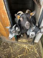 Geitjes, Dieren en Toebehoren, Januari, Meerdere dieren