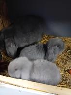 Franse hangoren, Dieren en Toebehoren, Konijnen, Mannelijk, Groot, Hangoor, 0 tot 2 jaar