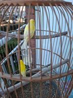 1 koppel kanarietjes 2025