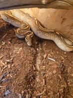 Lesser pastel vrouw, Serpent, Domestique