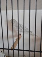 Agaat opaal wit, Dieren en Toebehoren, Vogels | Kanaries, Meerdere dieren, Kleurkanarie