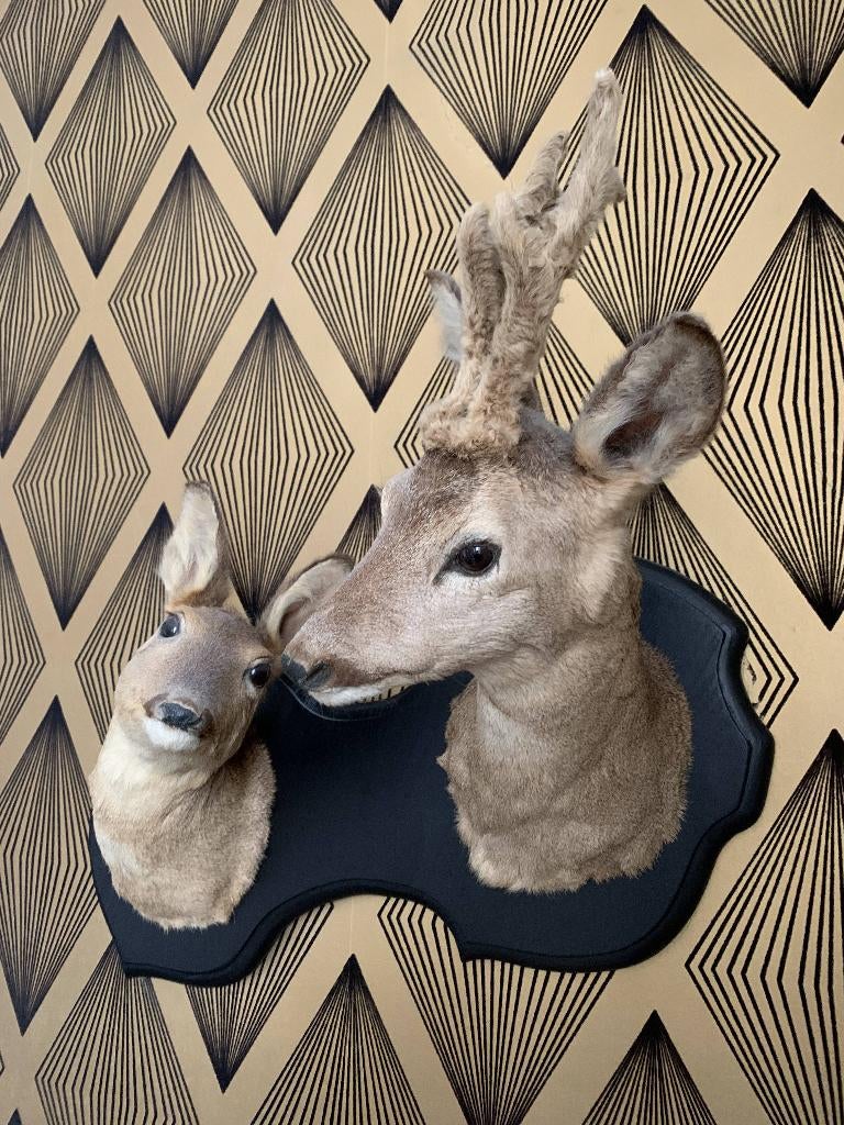 Têtes de Biches empaillées, Juin, Mâle