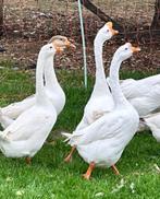 Koppel Chinese knobbelganzen, Dieren en Toebehoren, Pluimvee, Gans of Zwaan