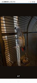 Perroquet gris en cage, femelle, 7 ans, Perroquet
