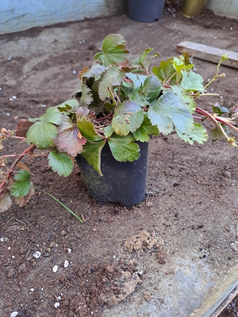 Waldsteinia ternata, Tuin en Terras, Ophalen
