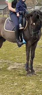 Super betrouwbare leerpony te koop, Dieren en Toebehoren, Pony's, Met stamboom, Ruin, Springpony, 11 jaar of ouder