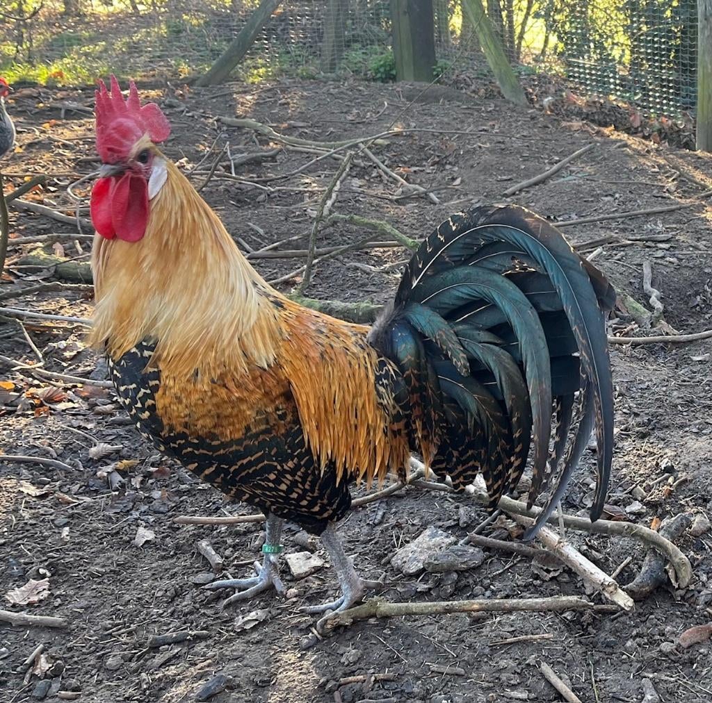 Gratis haan, Dieren en Toebehoren