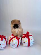 Pomeranian(pomeriaan) puppy’s, Dieren en Toebehoren, België, Fokker | Hobbymatig, Overige rassen, 8 tot 15 weken