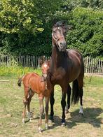Kweekmerrie/draagmerrie 8 jaar, Dieren en Toebehoren, Paarden, Merrie, Springpaard, Gechipt, Onbeleerd