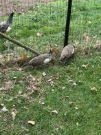 pauwen, Dieren en Toebehoren, Mannelijk