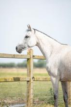 Recreatie merrie fokmerrie, Dieren en Toebehoren, Paarden, Merrie, Springpaard, Gechipt, M