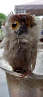 1 van de collectie uiltjes, Verzamelen, Ophalen of Verzenden