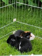 Twee US Teddy cavia’s (beertjes) met hok, Animaux & Accessoires, Rongeurs, Mâle, Cobaye