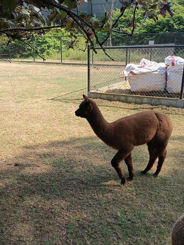 Alpaca merrie's en hengsten  beschikbaar voor biedingen
