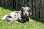 Prachtige langharige dwerg teckel pups, Dieren en Toebehoren, België, CDV (hondenziekte), 8 tot 15 weken, Dwerg