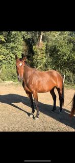 Merrie van 2022 te koop, Animaux & Accessoires, Chevaux, Jument