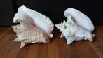 Twee schelpschelpen, Verzamelen, Ophalen of Verzenden, Gebruikt, Overige soorten, Overige typen