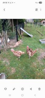 Rode ardenner kalkoenen 3 stuks, Dieren en Toebehoren, Kalkoen