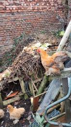 Cochine 2 hanen + 2 hennen, Dieren en Toebehoren, Pluimvee, Meerdere dieren, Kip