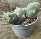 Tephrocactus Neuquensis, Maison & Meubles, Plantes d'intérieur, Cactus, Envoi, Moins de 100 cm