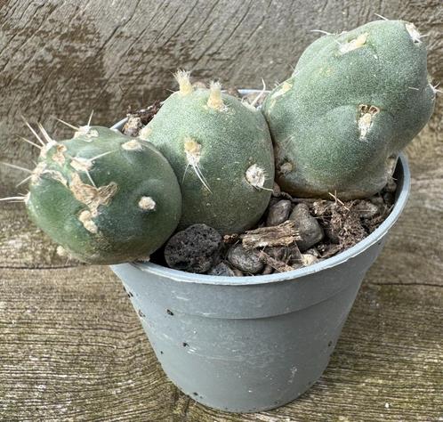 Tephrocactus Neuquensis, Maison & Meubles, Plantes d'intérieur, Cactus, Moins de 100 cm, Envoi