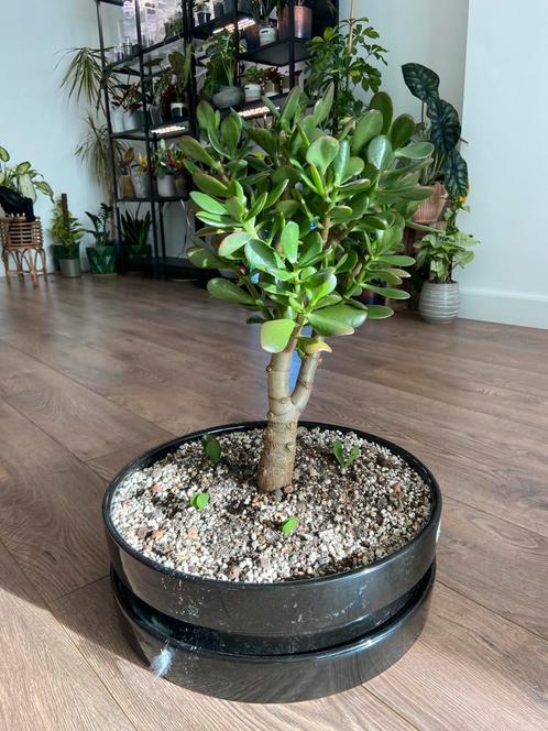 Crasula Jadeplant, Huis en Inrichting, Kamerplanten, Ophalen