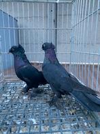 Mooi cift tepe arap, Dieren en Toebehoren