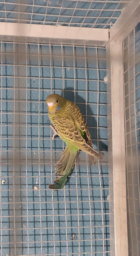 ondulée blackface, Dieren en Toebehoren, Vogels | Parkieten en Papegaaien, Mannelijk, Geringd