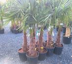 Trachycarpus fortunei palmboom, Tuin en Terras, Planten | Bomen, Ophalen, Palmboom