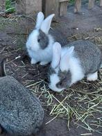 2 vlaamse reuzen, Dieren en Toebehoren, Konijnen