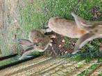 Vlaamse reuzen, Dieren en Toebehoren