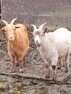 Drachtige geitjes en dekbok te koop, Dieren en Toebehoren, Schapen, Geiten en Varkens