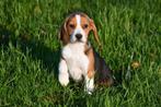 Beagle pups te koop, Dieren en Toebehoren, Beagle, 15 weken tot 1 jaar, Buitenland, CDV (hondenziekte)