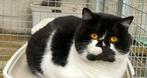 zachtaardige britse korthaar dekkater chocola langhaar creme, Dieren en Toebehoren, 3 tot 5 jaar