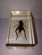 insect in epoxy hars 17, Verzamelen, Dierenverzamelingen, Ophalen of Verzenden, Zo goed als nieuw, Insect, Opgezet dier