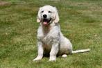 Golden Retriever pups te koop (Ouders met stamboom), Golden retriever, België, CDV (hondenziekte), 8 tot 15 weken