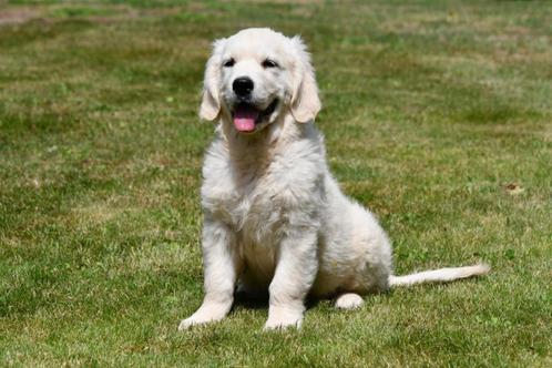 Golden Retriever pups te koop (Ouders met stamboom), Dieren en Toebehoren, Honden | Retrievers, Spaniëls en Waterhonden, Meerdere dieren