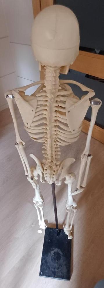 Anatomisch menselijk skelet op voet beschikbaar voor biedingen