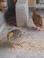Japanse dwergkwartels, Meerdere dieren, Overige soorten