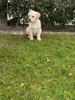 Mooie labrador pups, Dieren en Toebehoren, België, Fokker | Hobbymatig, Overige rassen, 8 tot 15 weken