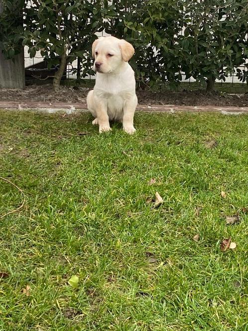 Mooie labrador pups, Dieren en Toebehoren, Honden | Beagles, Bassets en Lopende honden, Meerdere dieren, Overige rassen, Fokker | Hobbymatig