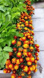 Zaden Klein & Grote Afrikaantjes, Ophalen of Verzenden, Zaad