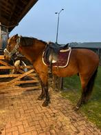 16 jarige PRE ruin, bomproof, Ruin
