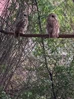 bosuilen, Dieren en Toebehoren, Vogels | Overige Vogels, Meerdere dieren, Roofvogel, Geringd