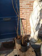 Kleine boom Koelreuteria Paniculata  1,2 en 3 j. Turnhout., Tuin en Terras, Planten | Bomen, Ophalen