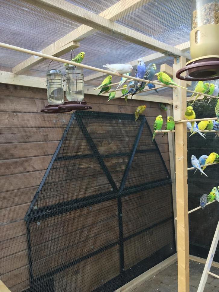 GRASPARKIETJES IN VERSCHILLENDE KLEUREN VANAF 15 EURO/KOPPEL, Dieren en Toebehoren, Vogels | Parkieten en Papegaaien, Parkiet