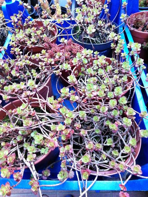Sedum spurium en Sedum coral carpet, Mortsel, Jardin & Terrasse, Plantes | Jardin, Enlèvement