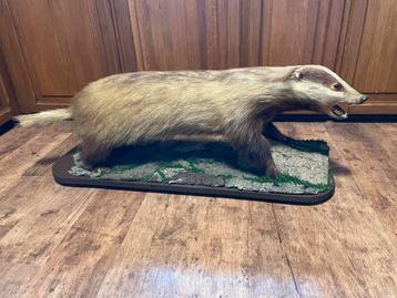 Taxidermie Das beschikbaar voor biedingen