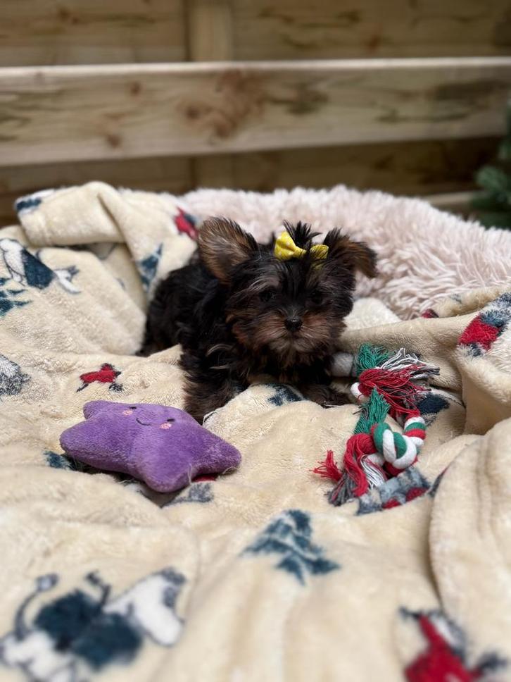 Schattige yorkshire terrier pups, Animaux & Accessoires, Chiens | Chihuahuas & Chiens de compagnie, Plusieurs animaux, Autres races